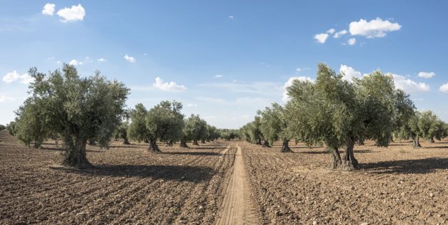 Centinaia di Ulivi da abbattere nel Salento